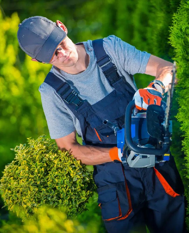 Hedge Trimming Service