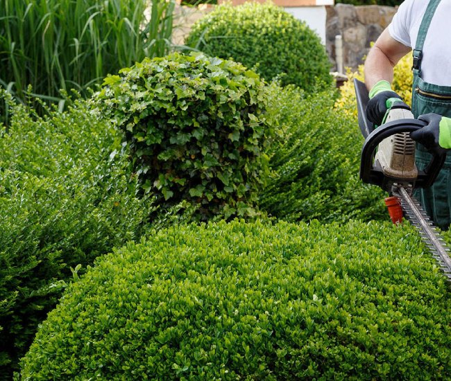 Hedge Maintenance