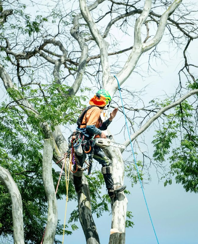 Tree Pruning Service