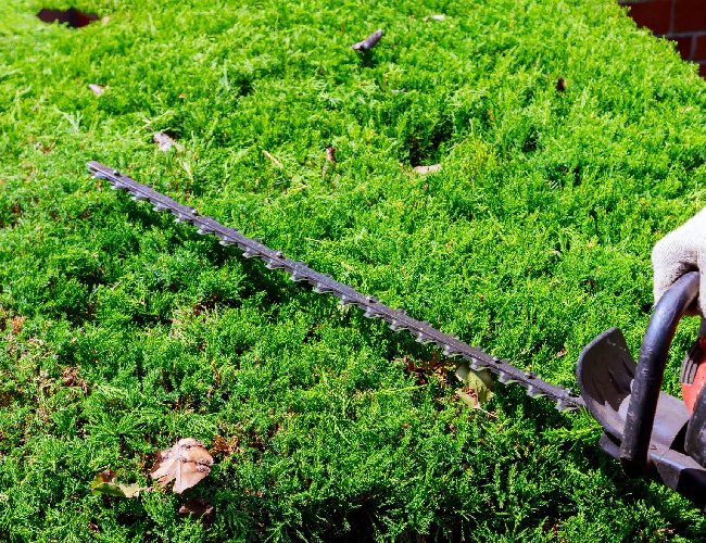 Hedge Trimming